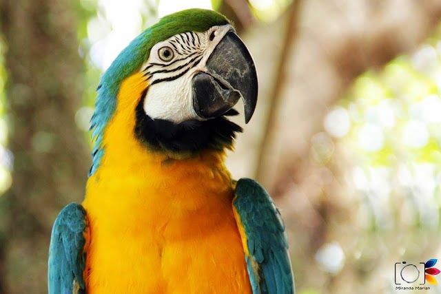 Cyro Gevaerd-dierentuin